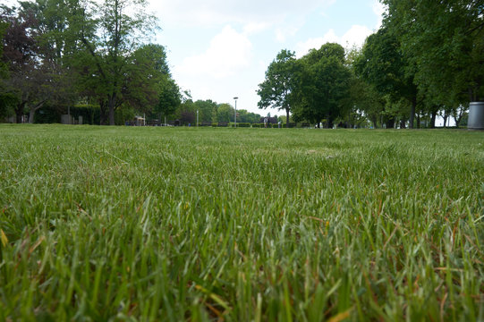 Grass
