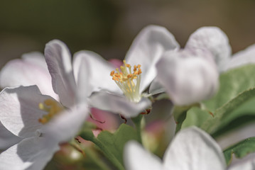Close up of an Apple blossom, in full bloom. 