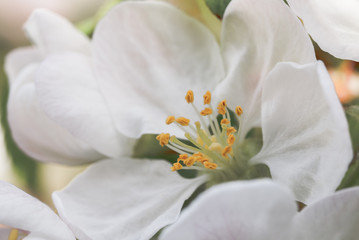 Close up of an Apple blossom, in full bloom. 