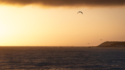 Warm sunrise shot with calm ocean and three seagulls, shot in Kaikoura, New Zealand