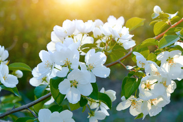 Flowers of a blooming Apple tree at sunset in the warm rays of the sun.