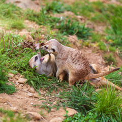 Meerkat - Suricata suricatta in a group in its natural habitat plays in