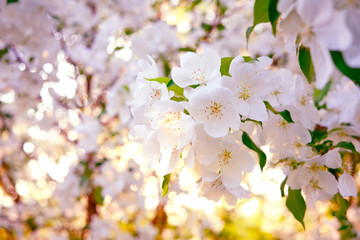Flowers of a blooming Apple tree at sunset in the warm rays of the sun.
