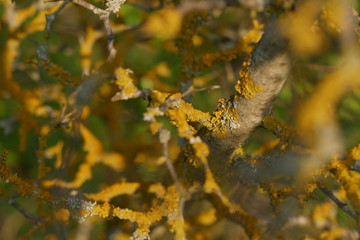 close-up of lichen on trees