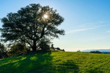 tree with sun with lightning behind in a green meadow field green grass and shadows