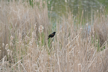 Red winged blackbird.