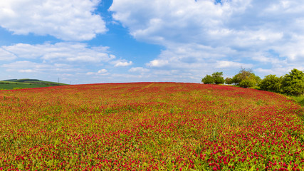 Fototapeta na wymiar Field with red clover and on the horizon is a beautiful blue sky with