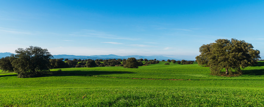 Panoramic of landscape with trees in meadow with green grass and mountains in background under a blue sky