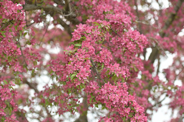 Flowering trees spring.