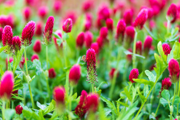 Obraz na płótnie Canvas Detail of a beautiful red clover in a field where a bee sits