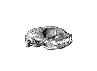 Illustration of a skull of Seal in popular encyclopedia from 1890