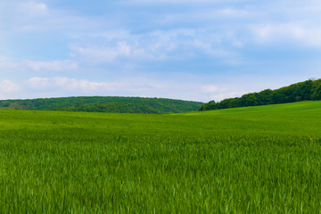 A field on which is a young green corn. In the background is a forest, a road and a blue sky
