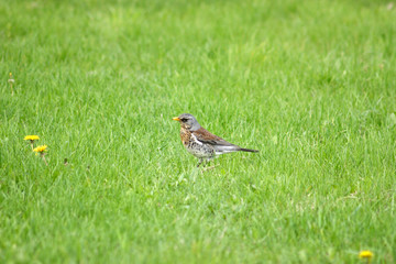 
Fieldfare bird in the spring