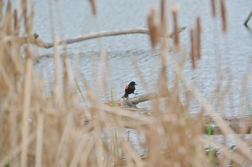 Red winged blackbird.