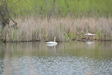 Swan in the pond.