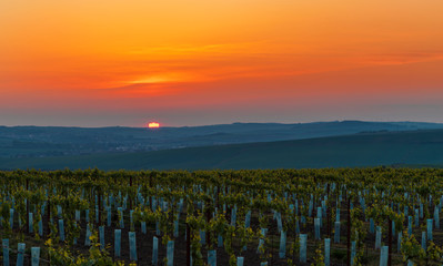 A young vineyard at the setting sun in the Karlin region of the Czech Republic