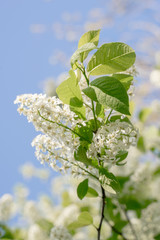 Branches of blossoming bird-cherry in spring. Romantic floral background