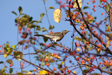 Obraz premium Fieldfare bird in the fall