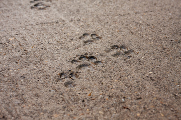 Dogs footprint in the solid concrete. 