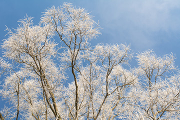 winter dry frost-bitten white trees against the blue sky