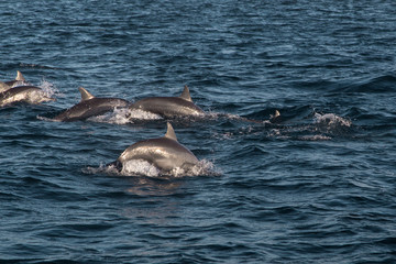 Dolphins jumping out of water in a morning near Panglao island, Bohol, Philippines © Alexander