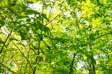 green leaves background