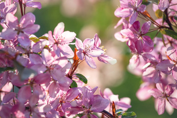 Pink apple blossom, springtime floral background