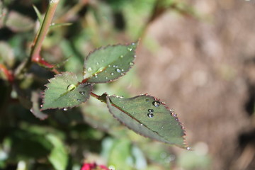 green leaves on a branch