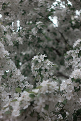many flowers on the tree