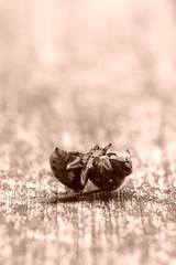 Dead Hornet on a Wooden Table, sepia-toned 