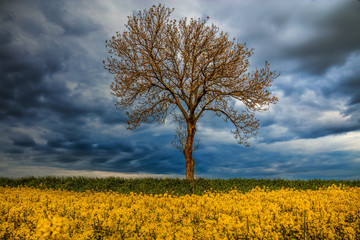 Fototapeta Samotne Drzewo Na Rzepakowym Polu Na Tle Burzowego Nieba obraz