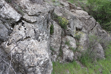In the forest in spring, yellow wildflowers grew on a rock. Near bushes and trees. Pleasant spring mood.