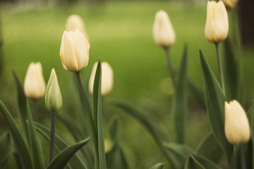 Obraz na płótnie Canvas yellow tulips in the sun