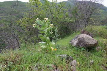 Next to the road is a plant with beautiful yellow flowers. It has large sharp leaves. Next to the plant are rocks, grass and bushes with thorns. Behind are hills with forests