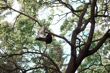 a dove flies from a tree