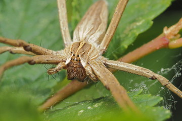 spider 24