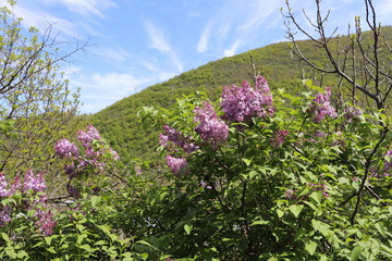 In the spring, lilacs bloomed in the garden. Under the sun, lilac bushes looks beautiful. Behind the bush are hills with forests and the sky with beautiful clouds.