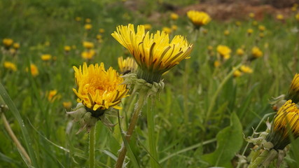 field of dandelions. yellow flowers. spring mood