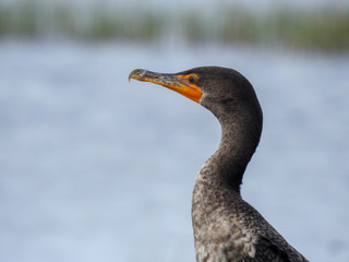 Immature double crested cormorant in the Florida wetlands