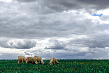 Obraz premium sheep graze in the field. storm clouds in the sky
