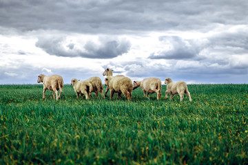 sheep graze in the field. storm clouds in the sky