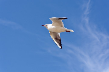 seagull in flight