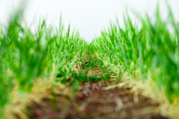 rows of growing wheat. bottom view