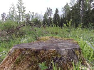 old stump in the forest