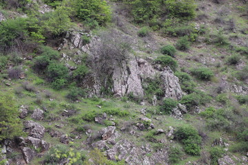 The spring came. On the hill, the trees turned green. One tree grows right on the rock. The tree leaves are still small.