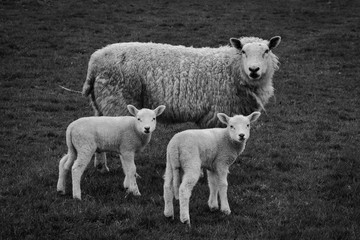 Fototapeta premium Sheep and lambs 
