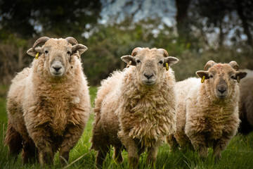 Fototapeta premium three woolly sheep
