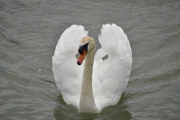 Naklejka premium cygne