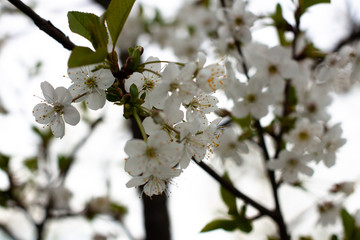 flowering trees in the garden. Apple, cherry, plum trees.