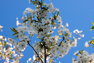 flowering trees in the garden. Apple, cherry, plum trees.